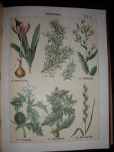 Giftpflanzen, Heilpflanzen, Nährpflanzen. Bilder aus der heimischen Pflanzenwelt.