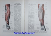 Handatlas der Anatomie des Menschen. Zweiter Band: Regionen, Muskeln, Faszien, Herz, Blutgefässe
