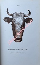 Die Rinderrassen Mittel-Europas Grundzüge einer Naturgeschichte des Hausrindes