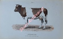 Die Rinderrassen Mittel-Europas Grundzüge einer Naturgeschichte des Hausrindes