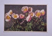 Ranunculus glacialis - Gletscherhahnenfuss - Renoncule glaciale - (A 1568)