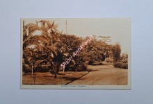 SINGAPORE - Botanical Garden