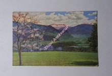 Obstblüte in Tirol