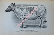 Die Rinderzucht. Körperbau, Schläge, Züchtung, Haltung und Nutzung des Rindes. Praktisches Handbuch