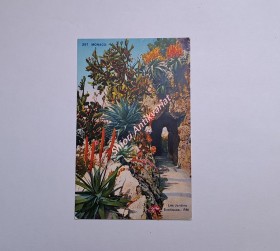 MONACO - Les Jardins Exotiques , RM (297)
