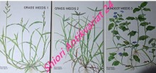 GRASS WEEDS 1 - 2 / MONOCOT WEEDS 3
