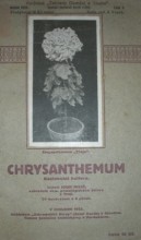 CHRYSANTHEMUM